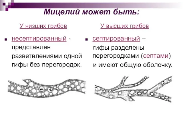 Мицелий может быть: У высших грибов септированный – гифы разделены