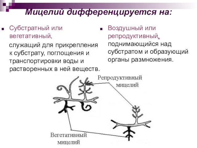 Мицелий дифференцируется на: Субстратный или вегетативный, служащий для прикрепления к