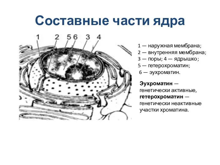 Составные части ядра 1 — наружная мембрана; 2 — внутренняя