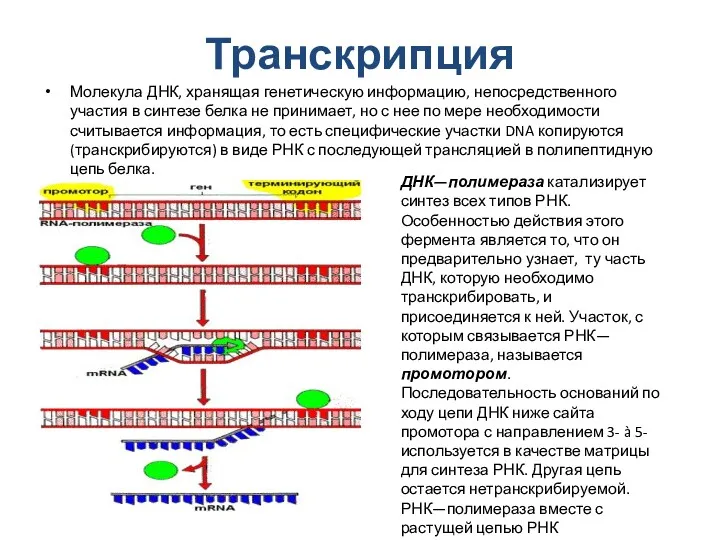 Транскрипция Молекула ДНК, хранящая генетическую информацию, непосредственного участия в синтезе