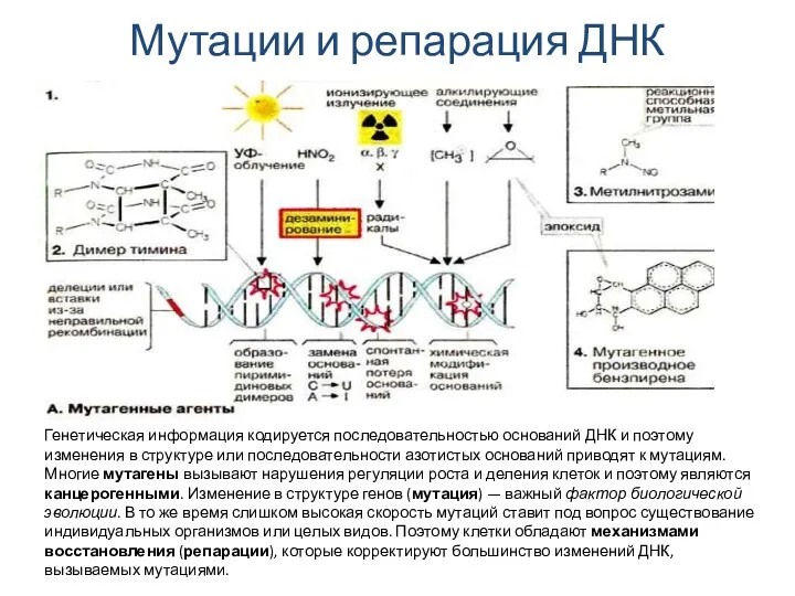 Мутации и репарация ДНК Генетическая информация кодируется последовательностью оснований ДНК