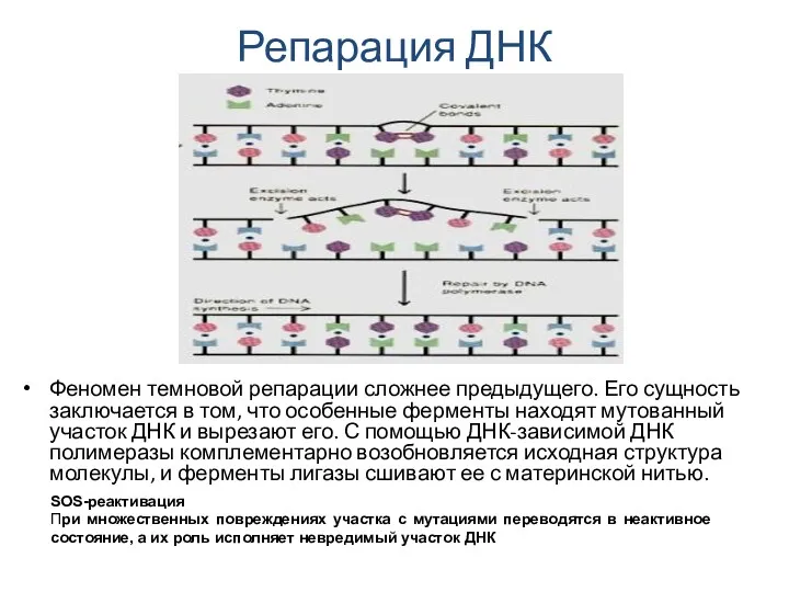 Репарация ДНК Феномен темновой репарации сложнее предыдущего. Его сущность заключается