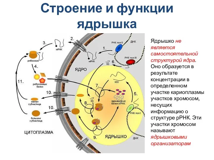 Строение и функции ядрышка Ядрышко не является самостоятельной структурой ядра.