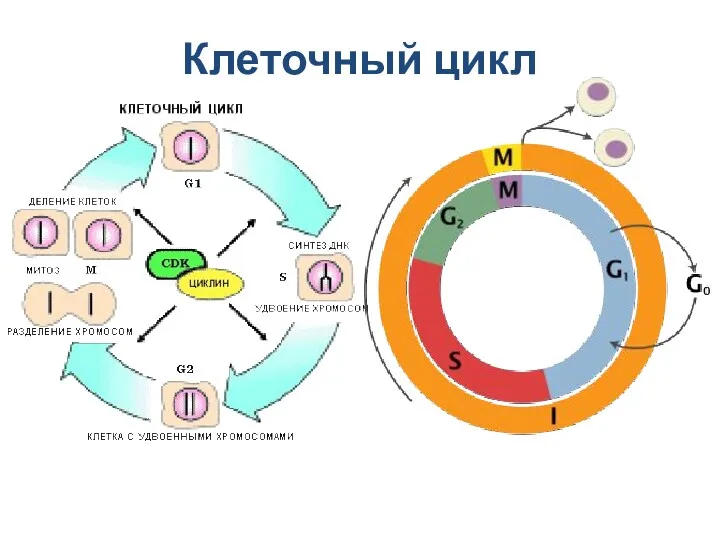 Клеточный цикл