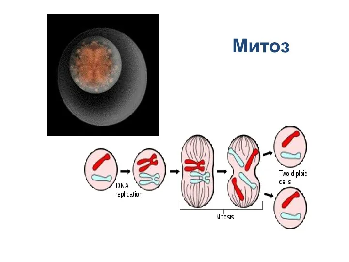 Митоз