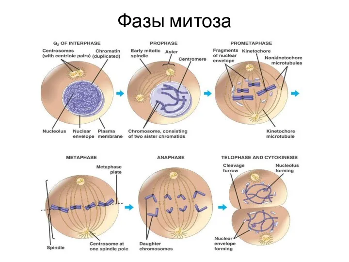 Фазы митоза