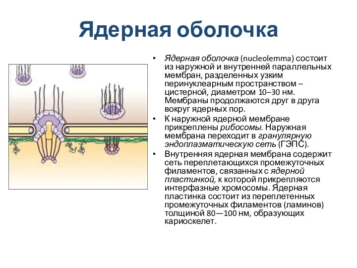 Ядерная оболочка Ядерная оболочка (nucleolemma) состоит из наружной и внутренней