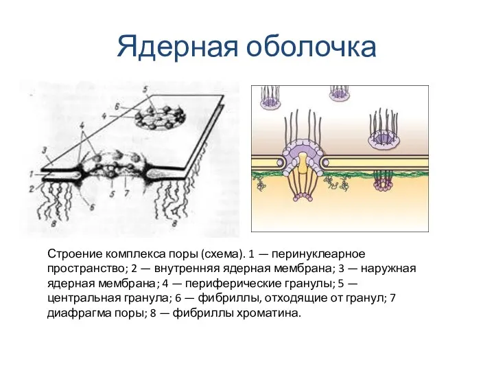 Ядерная оболочка Строение комплекса поры (схема). 1 — перинуклеарное пространство;