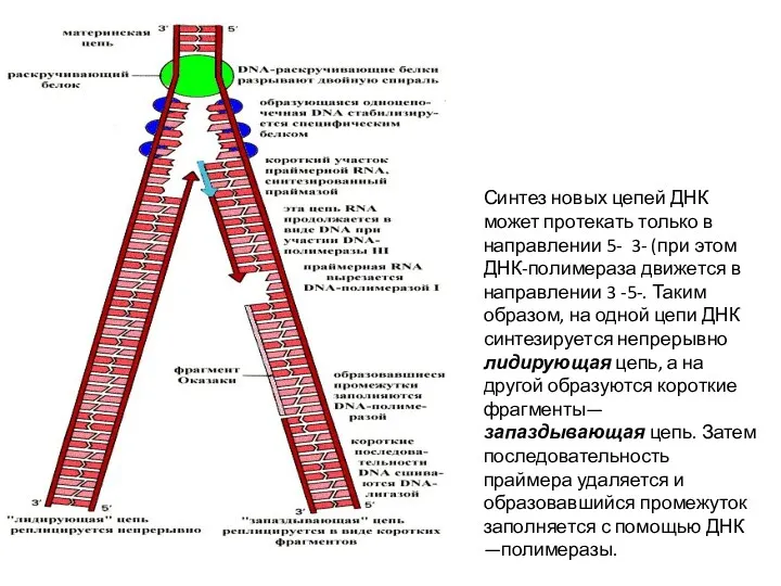 Синтез новых цепей ДНК может протекать только в направлении 5-