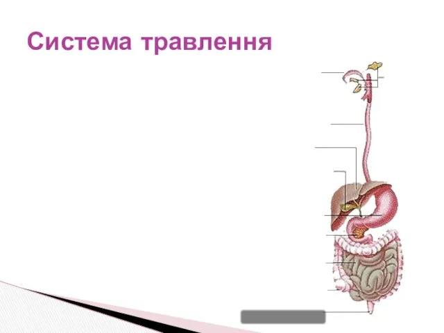 Система травлення пряма кишка ротова порожнина стравохід печінка товста кишка