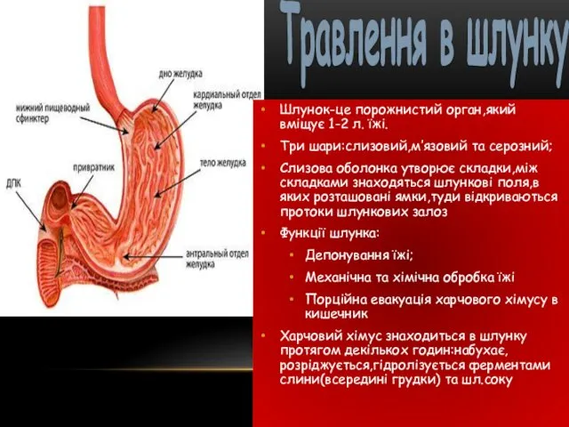 Шлунок-це порожнистий орган,який вміщує 1-2 л. їжі. Три шари:слизовий,м’язовий та