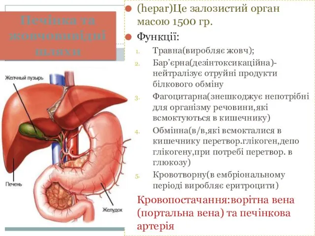 Печінка та жовчовивідні шляхи (hepar)Це залозистий орган масою 1500 гр.
