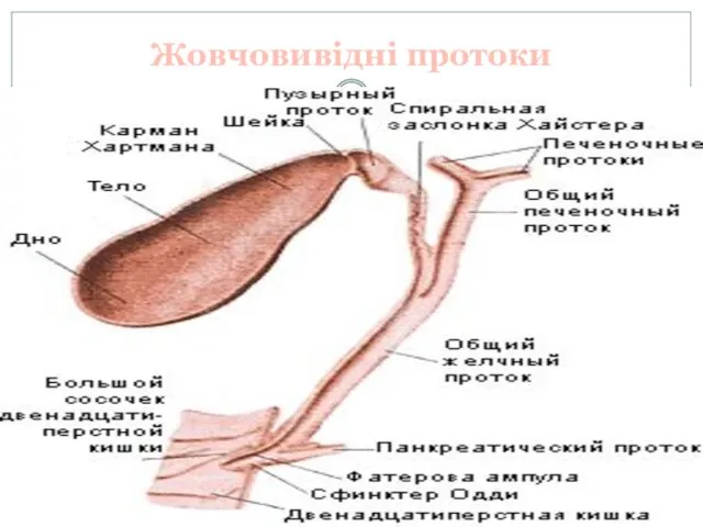 Жовчовивідні протоки