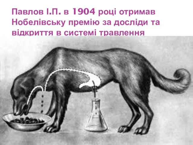 Павлов І.П. в 1904 році отримав Нобелівську премію за досліди та відкриття в системі травлення