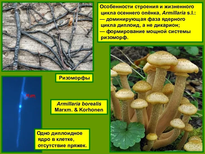 Особенности строения и жизненного цикла осеннего опёнка, Armillaria s.l.: — доминирующая фаза ядерного