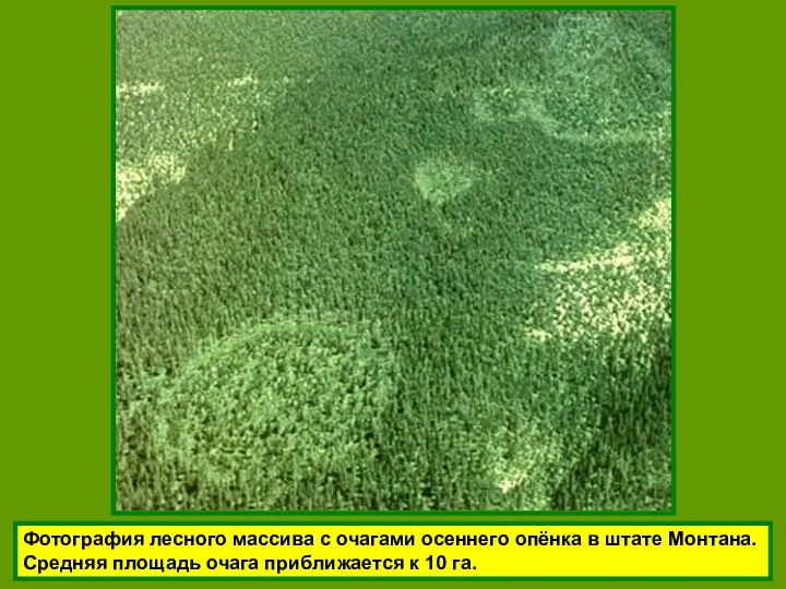 Фотография лесного массива с очагами осеннего опёнка в штате Монтана. Средняя площадь очага
