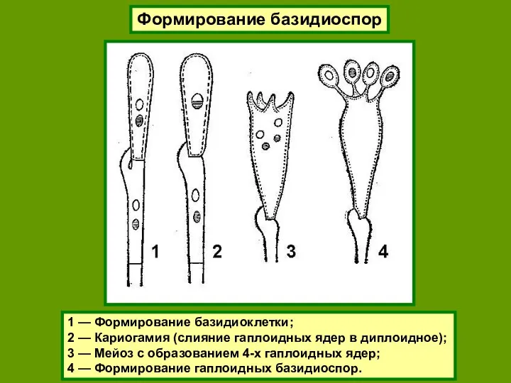 Формирование базидиоспор 1 — Формирование базидиоклетки; 2 — Кариогамия (слияние гаплоидных ядер в