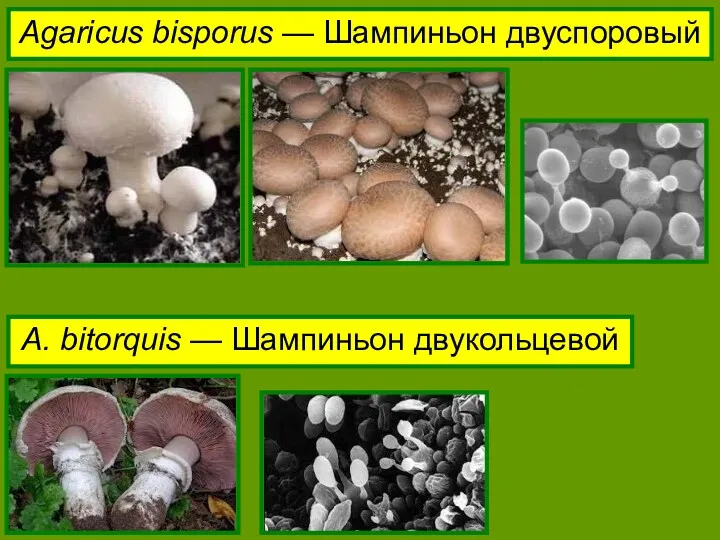 Agaricus bisporus — Шампиньон двуспоровый A. bitorquis — Шампиньон двукольцевой