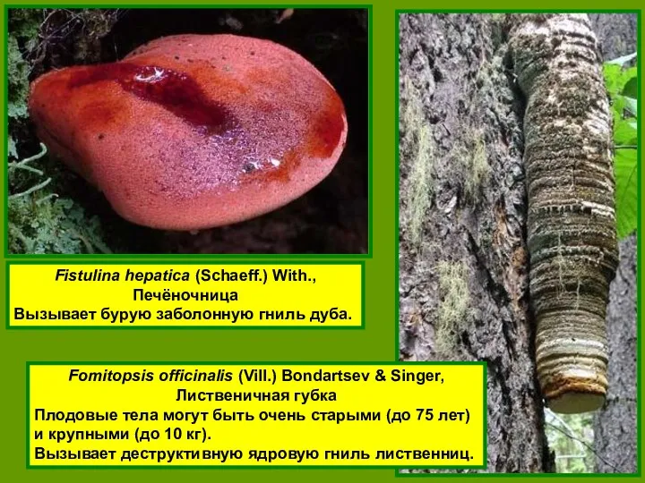 Fomitopsis officinalis (Vill.) Bondartsev & Singer, Лиственичная губка Плодовые тела могут быть очень