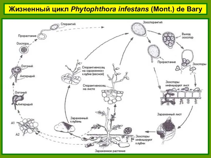 Жизненный цикл Phytophthora infestans (Mont.) de Bary