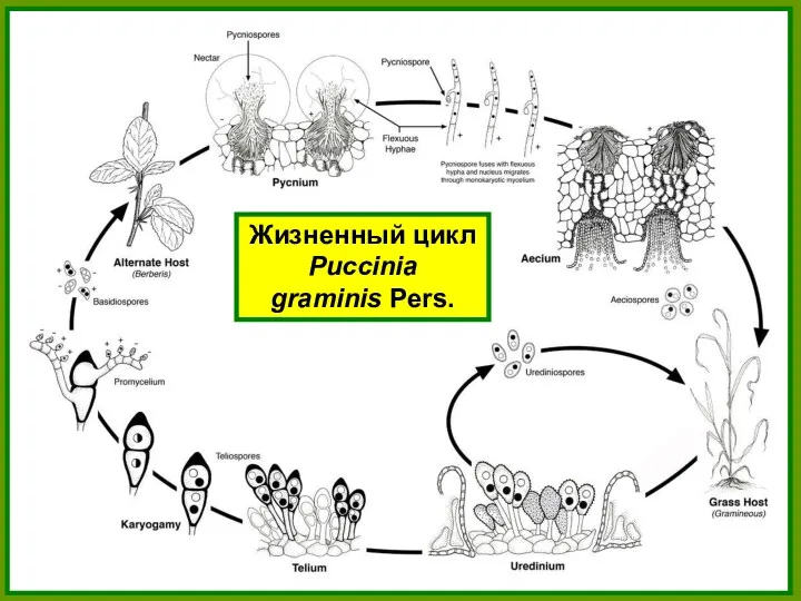 Жизненный цикл Puccinia graminis Pers.