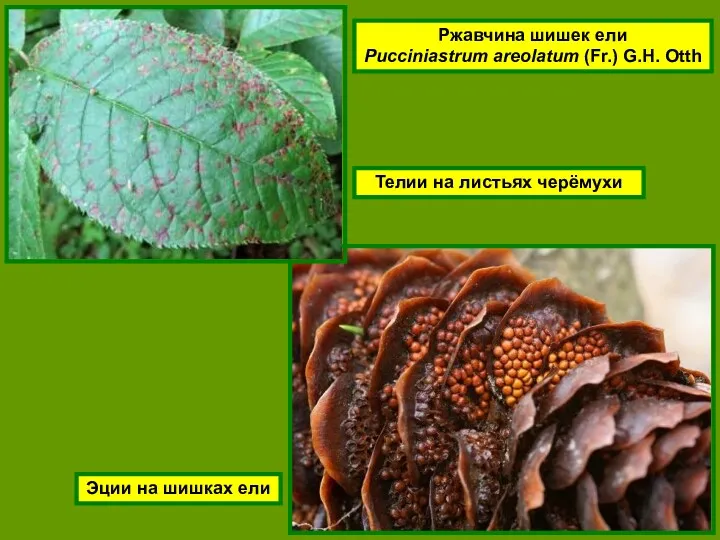 Ржавчина шишек ели Pucciniastrum areolatum (Fr.) G.H. Otth Эции на шишках ели Телии на листьях черёмухи