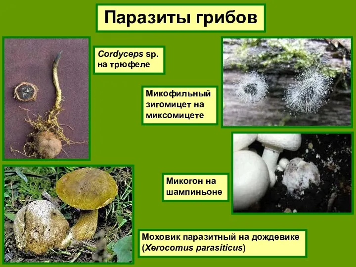 Паразиты грибов Cordyceps sp. на трюфеле Моховик паразитный на дождевике (Xerocomus parasiticus) Микофильный