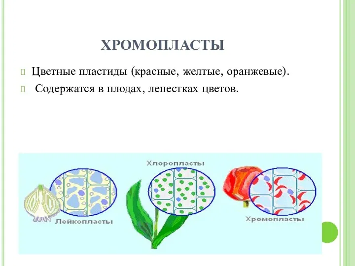 ХРОМОПЛАСТЫ Цветные пластиды (красные, желтые, оранжевые). Содержатся в плодах, лепестках цветов.