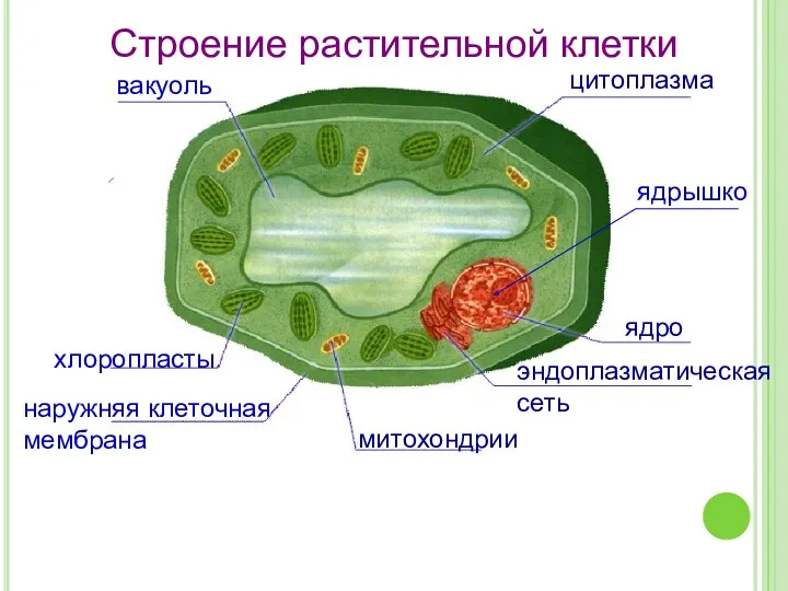 цитоплазма ядрышко ядро эндоплазматическая сеть митохондрии наружняя клеточная мембрана хлоропласты вакуоль Строение растительной клетки