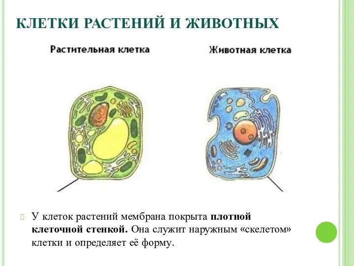 КЛЕТКИ РАСТЕНИЙ И ЖИВОТНЫХ У клеток растений мембрана покрыта плотной