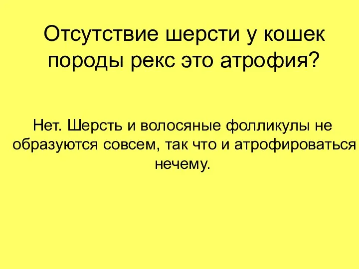 Отсутствие шерсти у кошек породы рекс это атрофия? Нет. Шерсть