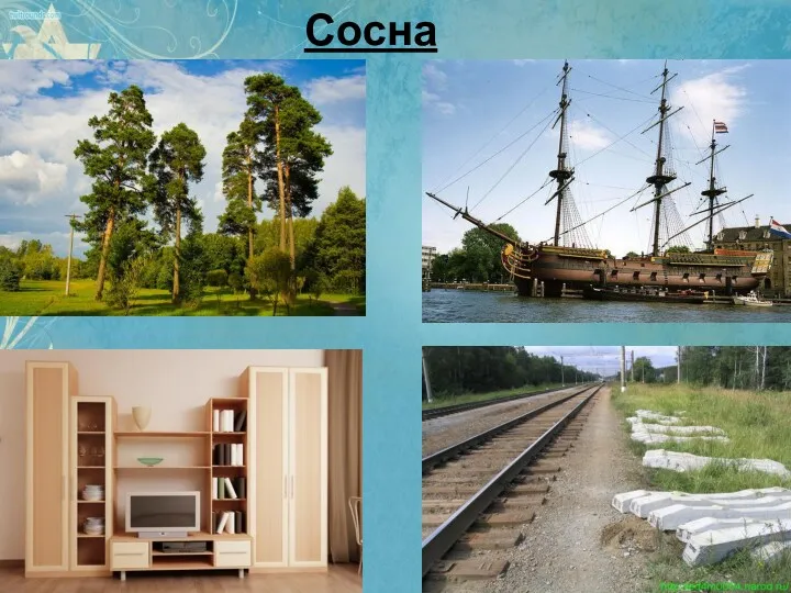 Сосна