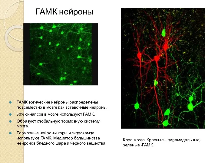 ГАМК нейроны ГАМК эргические нейроны распределены повсеместно в мозге как