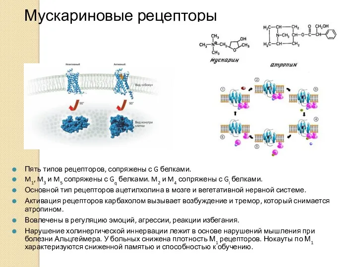 Мускариновые рецепторы Пять типов рецепторов, сопряжены с G белками. M1,