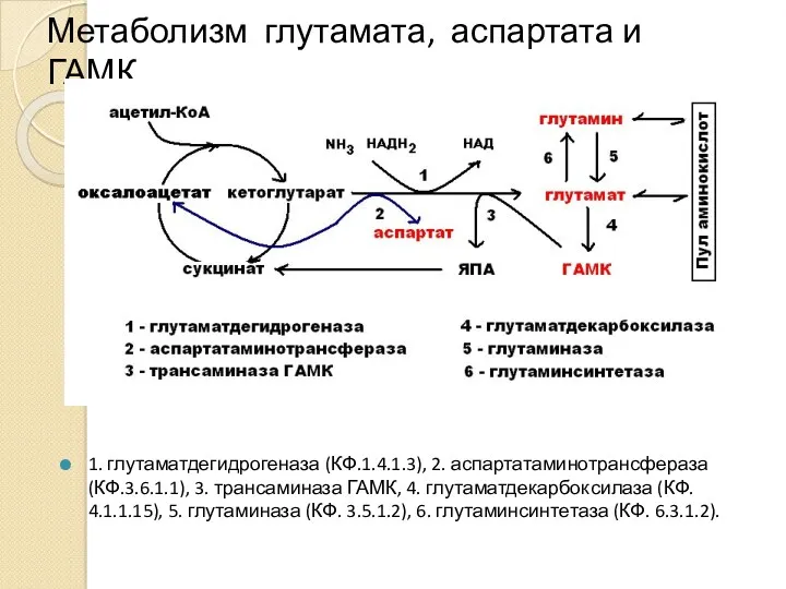 Метаболизм глутамата, аспартата и ГАМК 1. глутаматдегидрогеназа (КФ.1.4.1.3), 2. аспартатаминотрансфераза