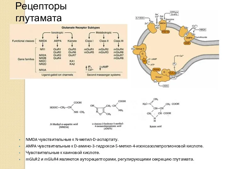 Рецепторы глутамата NMDA чувствительные к N-метил-D-аспартату. AMPA чувствительные к D-амино-3-гидрокси-5-метил-4-изоксазолепропионовой