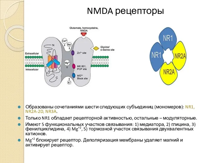NMDA рецепторы Образованы сочетаниями шести следующих субъединиц (мономеров): NR1, NR2A-2D,