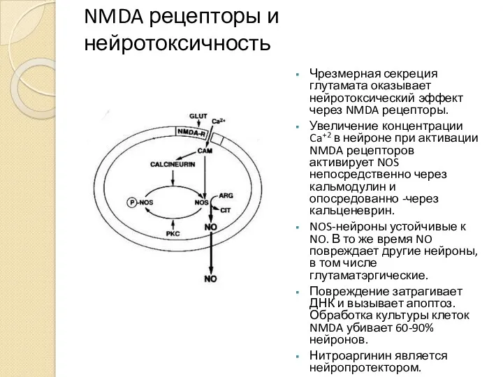 NMDA рецепторы и нейротоксичность Чрезмерная секреция глутамата оказывает нейротоксический эффект