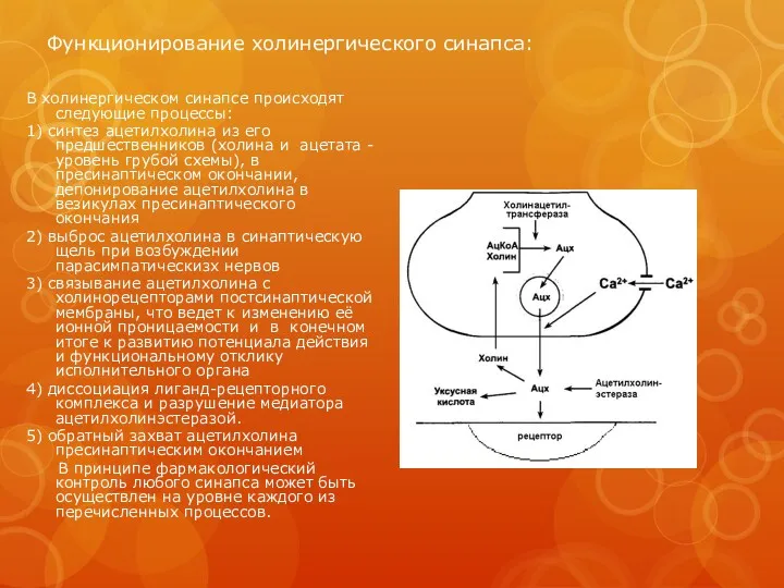Функционирование холинергического синапса: В холинергическом синапсе происходят следующие процессы: 1)