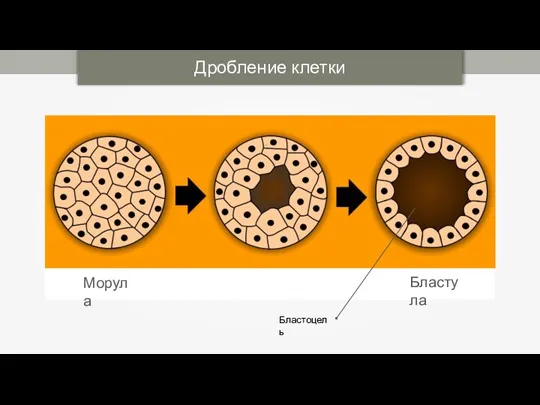 Морула Бластула Дробление клетки Бластоцель