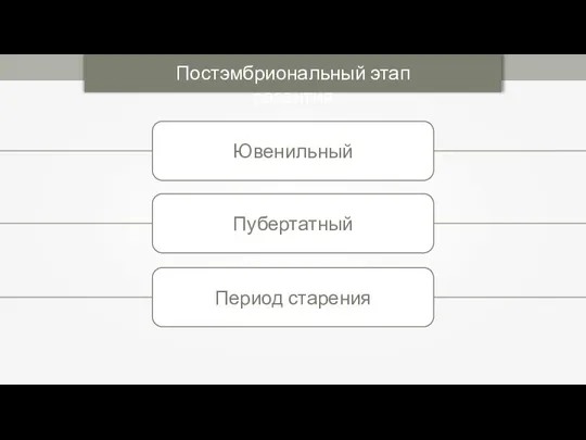 Постэмбриональный этап развития Ювенильный Пубертатный Период старения