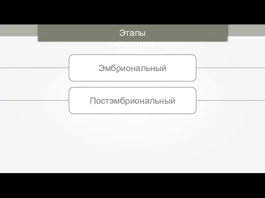 Этапы онтогенеза Эмбриональный Постэмбриональный