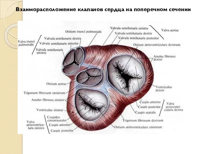 Взаиморасположение клапанов сердца на поперечном сечении