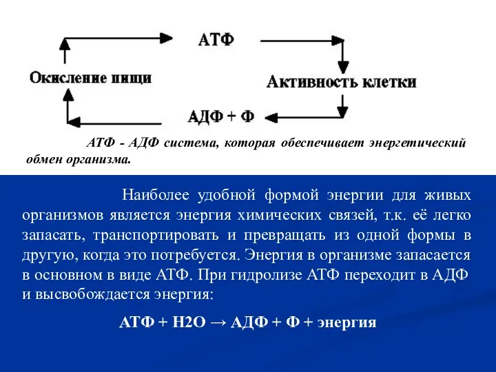 АТФ - АДФ система, которая обеспечивает энергетический обмен организма. Наиболее удобной формой энергии