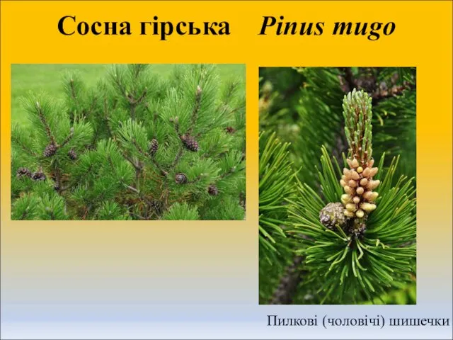 Сосна гірська Pinus mugo Пилкові (чоловічі) шишечки