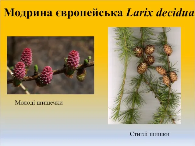 Модрина європейська Larix decidua Молоді шишечки Стиглі шишки