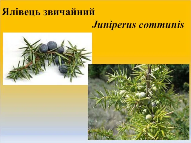 Ялівець звичайний Juniperus communis