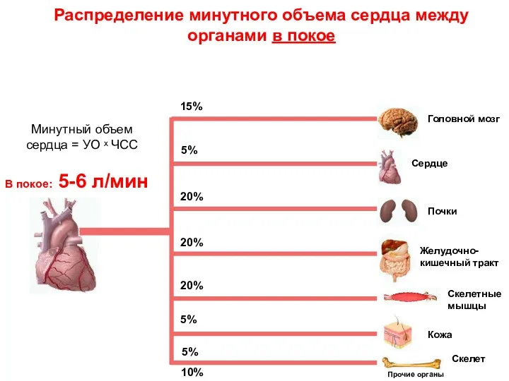 Распределение минутного объема сердца между органами в покое