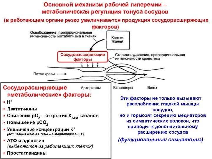 Сосудорасширяющие «метаболические» факторы: Н+ Лактат-ионы Снижение рО2 – открытие КАТФ каналов Повышение рСО2