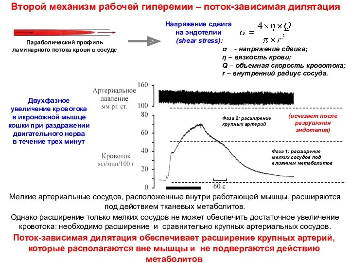 Параболический профиль ламинарного потока крови в сосуде Напряжение сдвига на